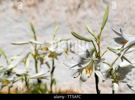 Le lys (Lilium candidum) fleurit dans un jardin. Banque D'Images