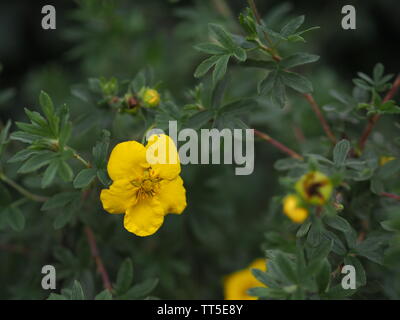 Close-up of a golden yellow Dasiphora fruticosa Banque D'Images