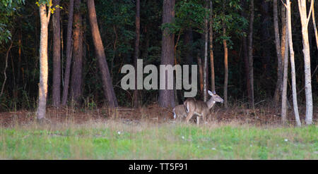 Doe Whitetail et manger de 1 an en Caroline du Nord avant le coucher du soleil Banque D'Images