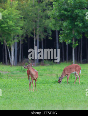 Buck et doe cerfs sur un champ en Caroline du Nord Banque D'Images
