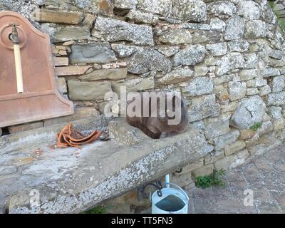Chat gris en Italie se reposer en face de mur en pierres naturelles, la détente au soleil. Banque D'Images