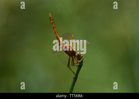 Libellule écarlate (Crocothemis large erythraea) Queue de haut perché à la Banque D'Images