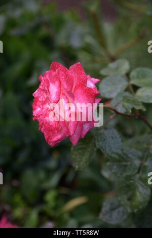 Belle rouge en fleurs roses dans un jardin Banque D'Images