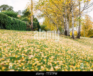 La bande de la nature avec plusieurs bouleaux d'argent avec des feuilles jaunes, et avec des feuilles jaunes tombé sur l'herbe verte Banque D'Images