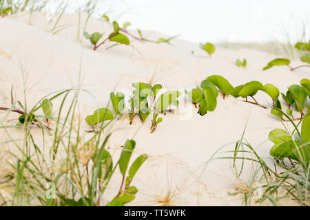 Image de dune de sable avec green railroad vine (Ipomoea pes-caprae) le long du sable et de les herbiers Banque D'Images