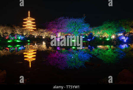 WUHAN HUBEI/-CHINE - 01 AVRIL 2019 -- Le paysage de nuit à Wuhan East Lake Sakura Garden. Ce temps est le sakura blossom saison. Pour un voyage autour de W Banque D'Images