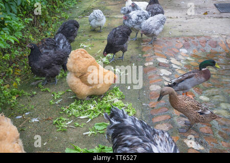 Poules, coqs, coqs, canards, variété de volailles ou d'oiseaux, de bec sur des feuilles de laitue dans une zone fermée, vue de dessus et de regarder sur eux Banque D'Images