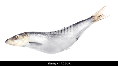 Poisson hareng frais isolated on white Banque D'Images