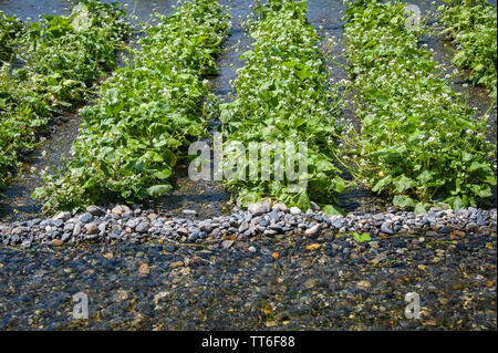 Frais vert Wasabi (raifort japonais) des plantes qui poussent dans l'eau de la rivière de la montagne. Banque D'Images