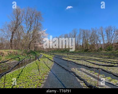 Daio Wasabi dans Azomino rurales agricoles, Nagano Prefecture, Japan. Rangées de vert frais raifort japonais croissant dans un paysage de printemps. Banque D'Images