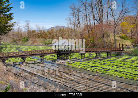 Passerelle au-dessus de champs de raifort Wasabi Wasabi Daio à la ferme près de Nagano, au Japon. Banque D'Images