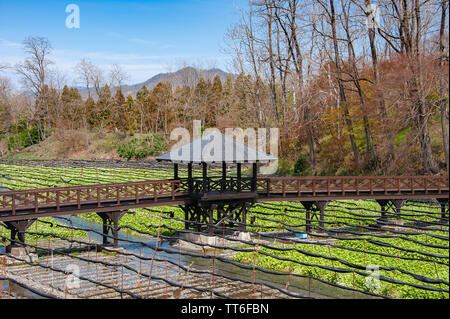 Passerelle au-dessus de champs de raifort Wasabi Wasabi Daio à la ferme près de Nagano, au Japon. Banque D'Images