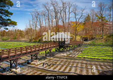 Passerelle au-dessus de champs de raifort Wasabi Wasabi Daio à la ferme près de Nagano, au Japon. Banque D'Images