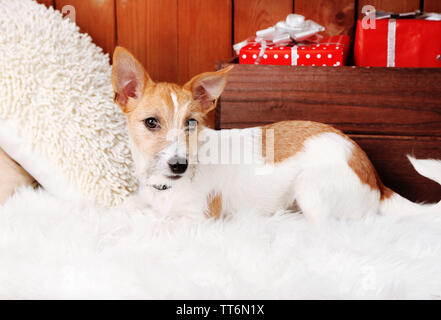 Drôle de petit chien Jack Russell Terrier sur un tapis à la maison Banque D'Images