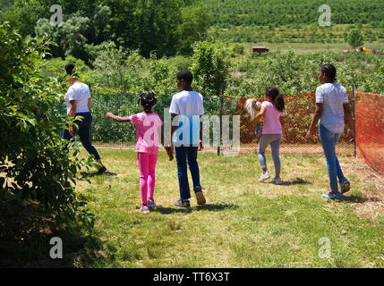 2229, CT USA. Jun 2019. African American family dirigé vers une nouvelle Angleterre orchard depuis un certain temps en famille la cueillette des fraises. Banque D'Images