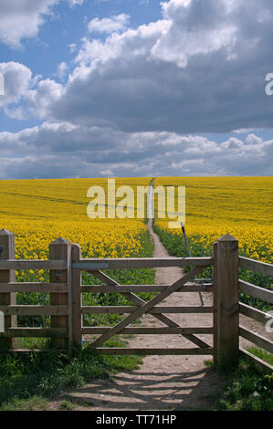 Champ de colza sur la South Downs Way une longue distance sentier de marche. Banque D'Images