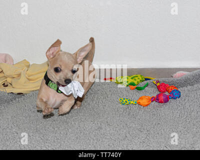 Un chiot chihuahua beige jouant avec une liasse de papier parmi une sélection d'autres jouets sur une couverture en polaire gris Banque D'Images