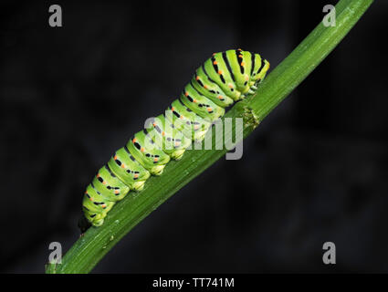 Un vieux monde swallowtail papilio machaon chenille de la montée d'une tige de céleri vert sur fond noir Banque D'Images