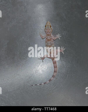 Une rose et beige maison turque gecko Hemidactylus turcicus piégés dans un évier de cuisine en acier inoxydable Banque D'Images