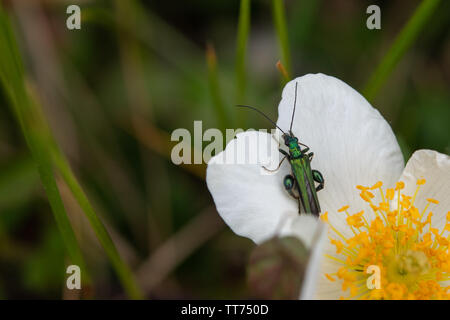 Oedemera Nobilis Beetle sur blanc plante. et fleurs jaunes. Banque D'Images