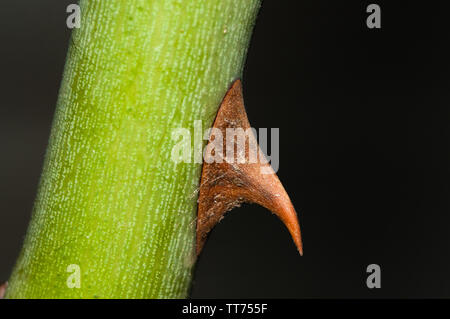 Thorn d'un rosier, rose Banque D'Images