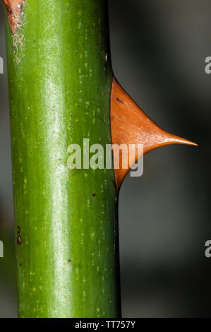 Thorn d'un rosier, rose Banque D'Images