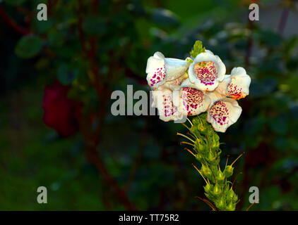 Close up of White Foxglove en fleur Banque D'Images