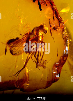 Deux mouches préhistorique dans l'ambre baltique Banque D'Images