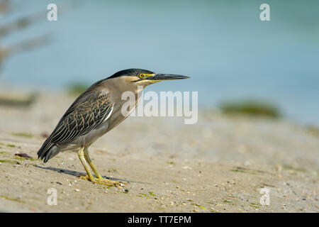 Héron strié (Butorides striata) aussi connu que les mangroves, Heron heron petit vert ou heron, est un petit héron, environ 44 cm de hauteur. Cet oiseau est Banque D'Images