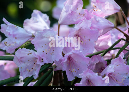 ?Perdre des fleurs de rhododendron rose en fleurs Banque D'Images