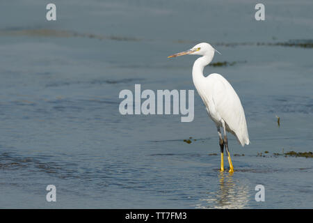 Aigrette intermédiaire, médiane, aigrette aigrette plus petits, ou l'aigrette à bec jaune (Ardea intermedia) est un héron de taille moyenne Banque D'Images