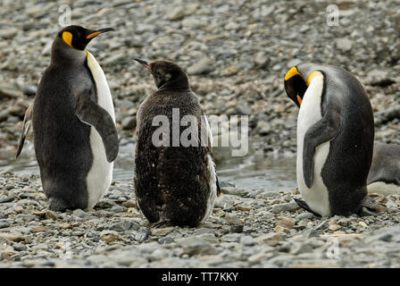 Groupe familial de manchots royaux sur une plage en Géorgie du Sud, Antarctique Banque D'Images