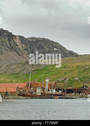 Vestiges de l'ancienne gare whaleing à Grytviken, Géorgie du Sud, Antarctique Banque D'Images