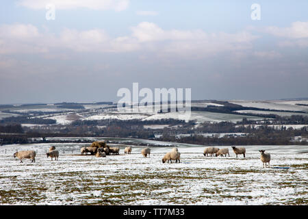 Moutons sur les bas donnant sur le Département du Wiltshire, Angleterre. Banque D'Images