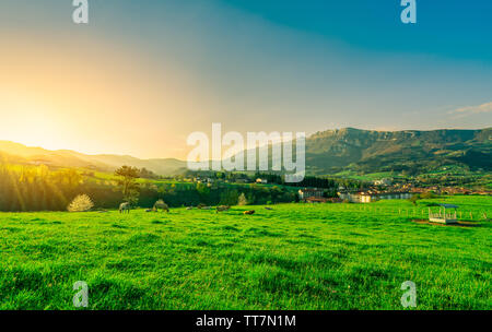 Troupeau de pâturage des vaches à pelouse avec beau ciel bleu et la lumière du soleil du matin. L'élevage de vache ranch. Le pâturage des animaux. Paysage de champ d'herbe verte Banque D'Images