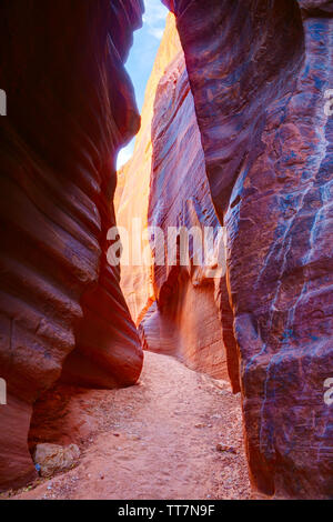 Dans les parois du canyon Buckskin Gulch, près de la frontière sud de l'Utah, Utah-Arizona, United States. Banque D'Images