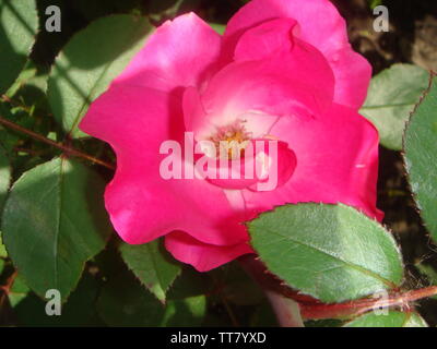Close-up belle rose rose dans un jardin. Belle fleur rose roses délicates sur un fond vert sombre. Concept pour l'amour de la Saint-Valentin Banque D'Images
