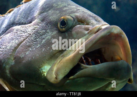 Le Mérou Epinephelus marginatus sombre ou au Cretaquarium dans la ville d''Héraklion, Crète - Grèce. Par la bouche ouverte, nous voyons les branchies des poissons. Fermer Banque D'Images