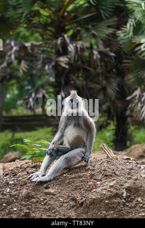 Un singe langur sauvage assis sur la masse à un parc en Asie Banque D'Images