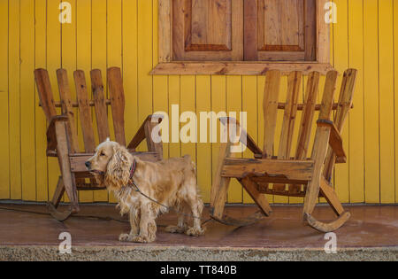 Un joli chien et chaises à bascule en bois sur véranda à Cuba Banque D'Images