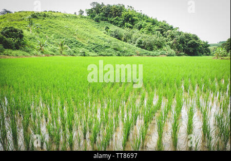 La plantation du riz en saison des pluies, l'agriculture de l'Asie / l'agriculteur sur la plantation de riz biologique des terres agricoles de riz Banque D'Images