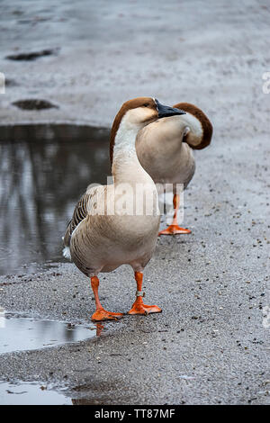 Swan 2 oies en temps de pluie Banque D'Images