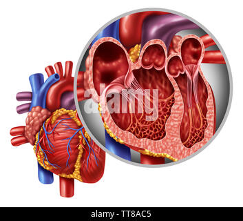 Les droits de l'anatomie cardiaque close up concept diagramme d'un corps sain isolé sur fond blanc comme un symbole de la santé. Banque D'Images