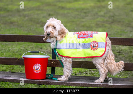 Preston, Lancashire. Météo France 15 juin 2016. Humide jour pluvieux de Preston pour Mollie Bloodhound un Labradoodle menant la collecte de sang pour le Nord-Ouest de vélos, coureurs d'urgence bénévoles Lancs et lacs à Leyland Festival. North West Lancashire et vélos sang lacs fournissent un transport en dehors des heures de service à nos hôpitaux NHS local par la réalisation urgente et de fournitures médicales d'urgence. AlamyLiveNews ; crédit/MWI Banque D'Images