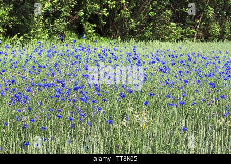 Violet magnifique barbeaux dans un champ de cultures agricoles sur une journée ensoleillée Banque D'Images