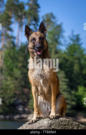 Portrait d'un Malinois chien assis sur une pierre Banque D'Images