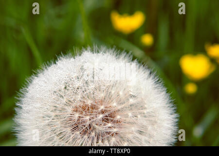 Le pissenlit close up avec gouttelettes visibles de la rosée. Fluff Macro, prairie. Jaune et vert. Banque D'Images