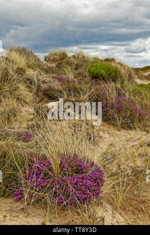 Côte de MORAY ECOSSE FINDHORN PURPLE FLEURS DE BRUYÈRE CENDRÉE ERICA CINEREA croissant sur une dune de sable Banque D'Images