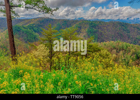 De horizontales couleurs printanières dans les Smoky Mountains sous un ciel bleu avec des nuages. Banque D'Images