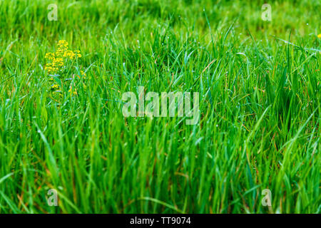 Gros plan horizontal de petites fleurs de printemps jaune et fond d'herbe verte avec copie espace. Banque D'Images